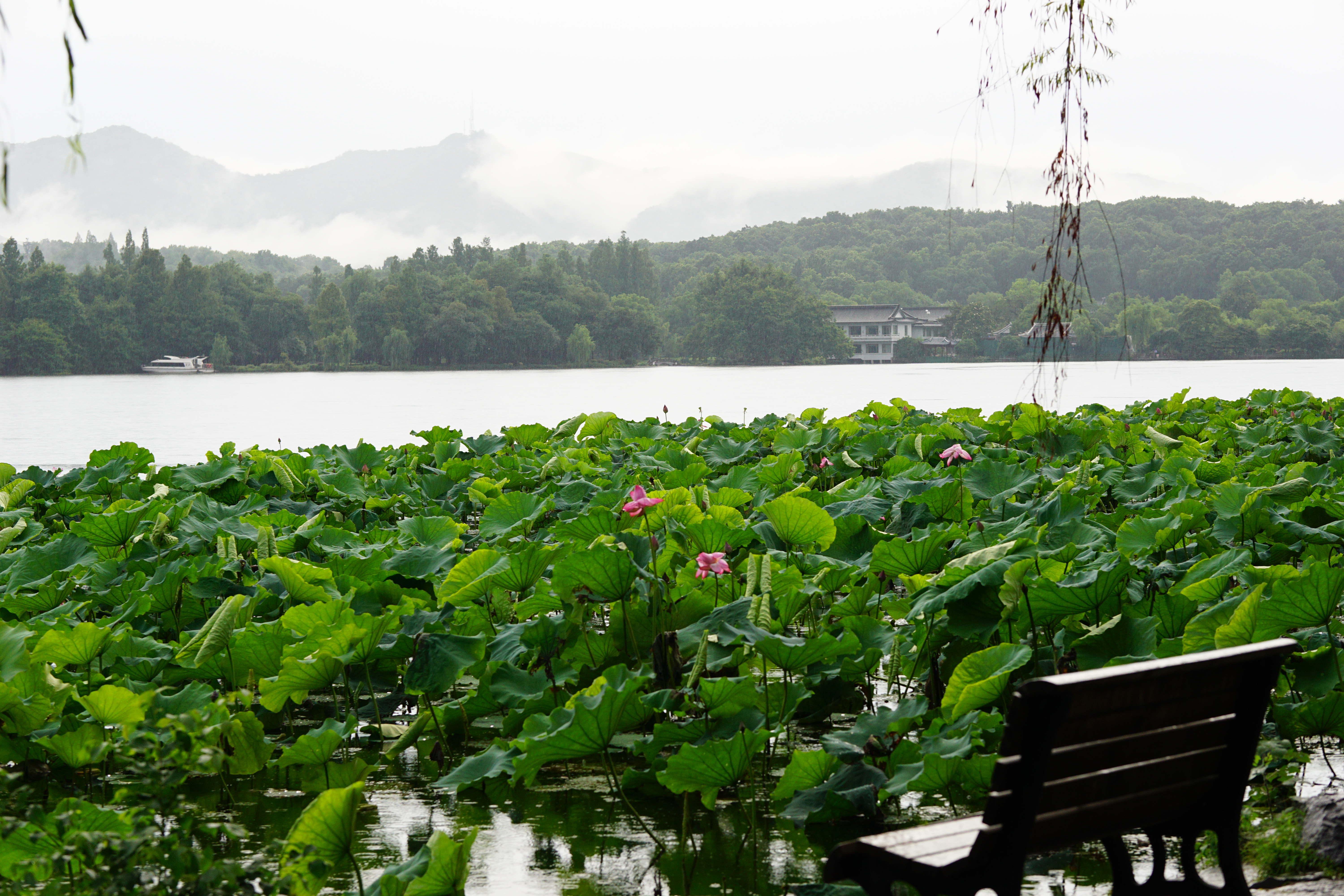  西湖美景，三月天 ~ 可惜去杭州的时候碰巧下了三天的雨，我与 yds 漫步于西湖，能让此等宅男出门让我心中窃喜，小雨淅淅沥沥，远山雨雾朦胧，湖边的树垂向涨水的水面，烟雨中的杭州，安静无比。