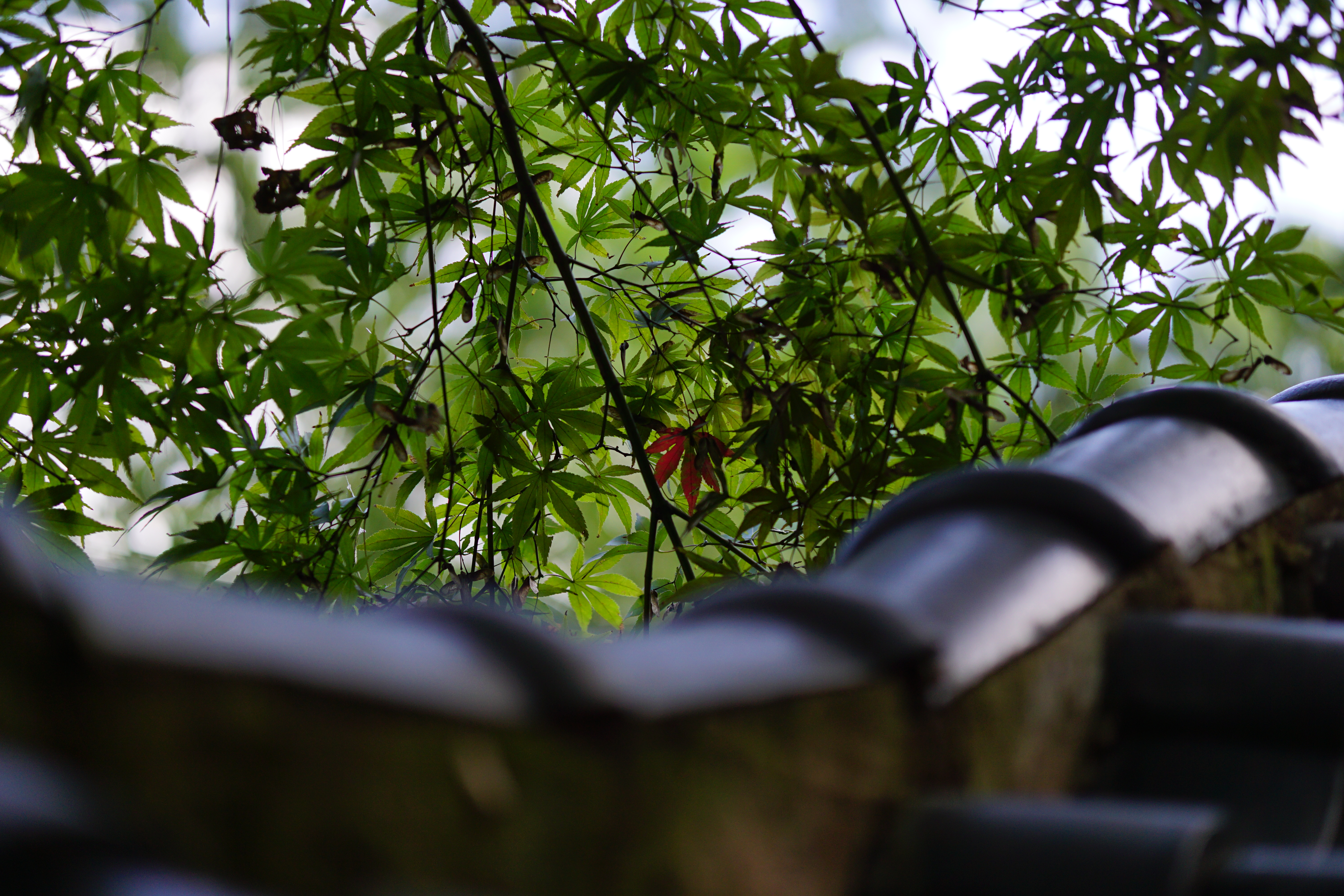  与 hjm 游灵谷寺，屋顶的枫叶悄悄红了一枝。