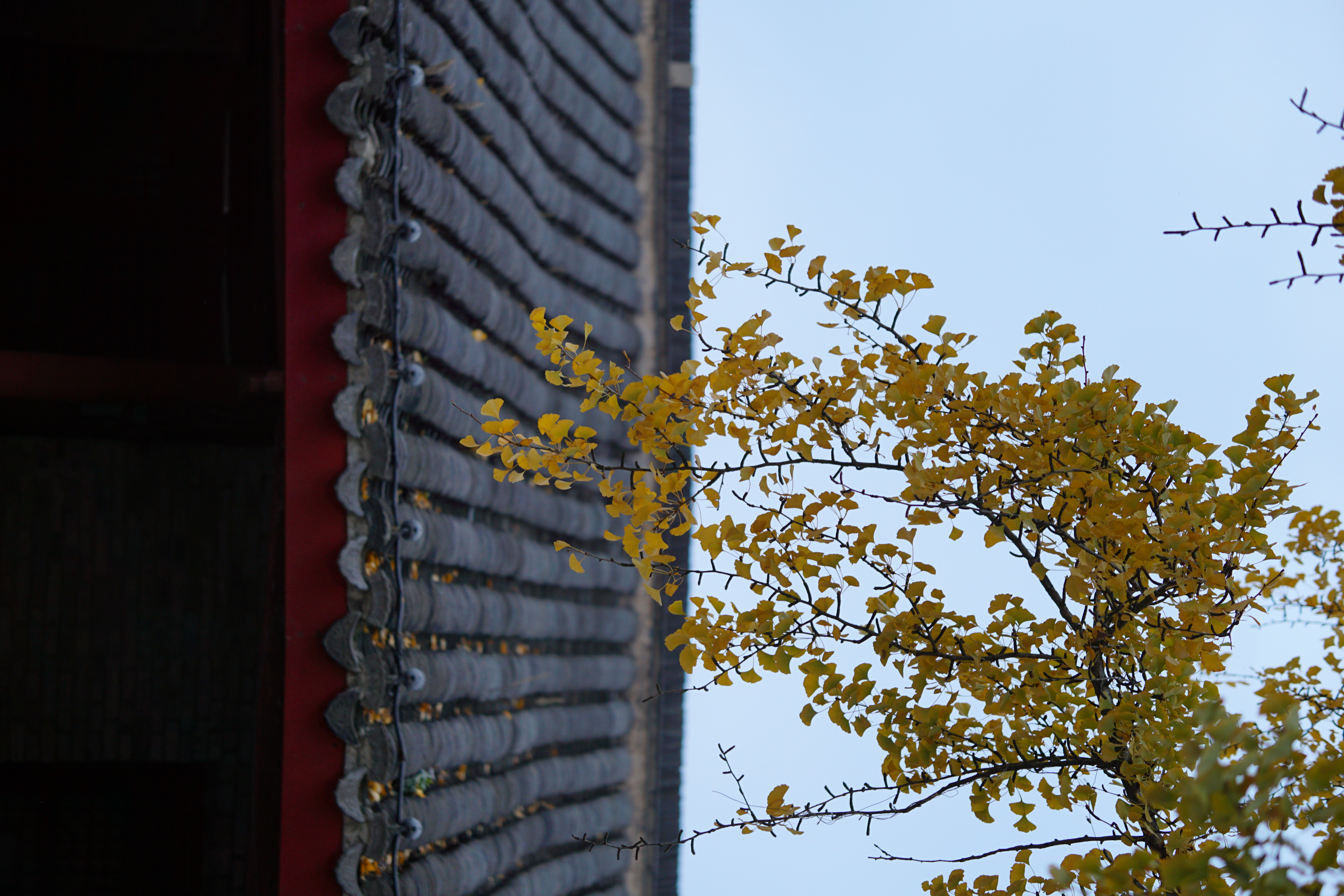  与 lcy 游栖霞山。栖霞山的枫叶没红，栖霞寺的银杏黄了，叶子慢慢落下，时间慢慢落下。
